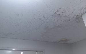 Bathroom mould removal