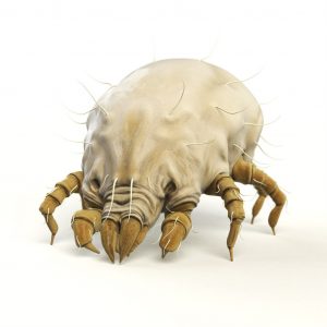 Dust Mite