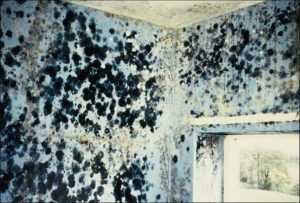 Mould Growth