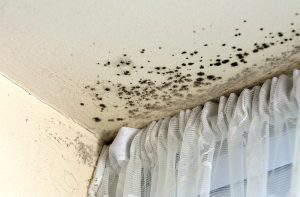 Mould in your rental home