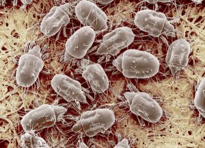 Mould mites