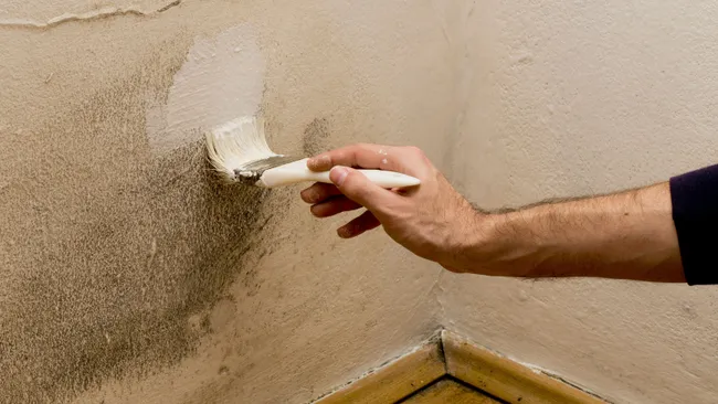 Should you paint over mould